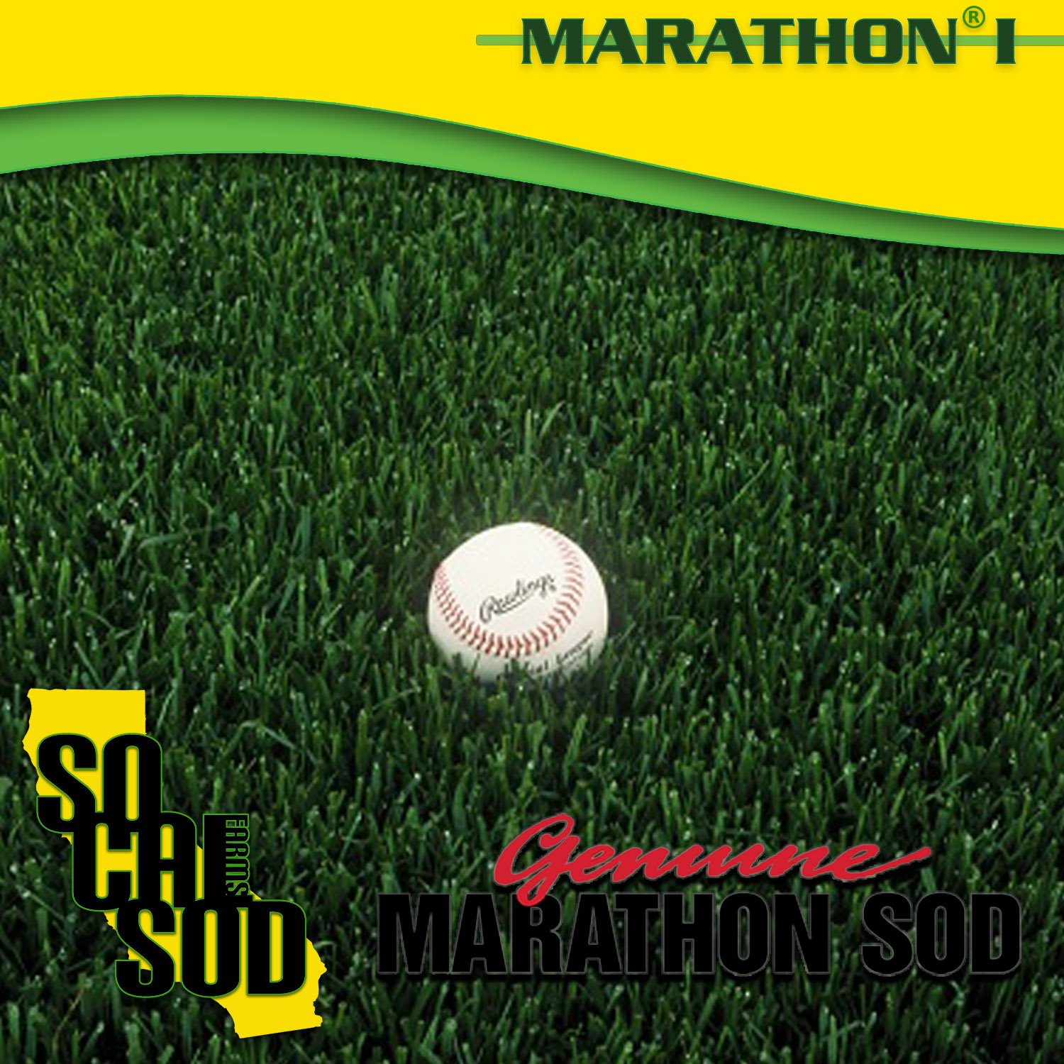 Marathon grass on sale